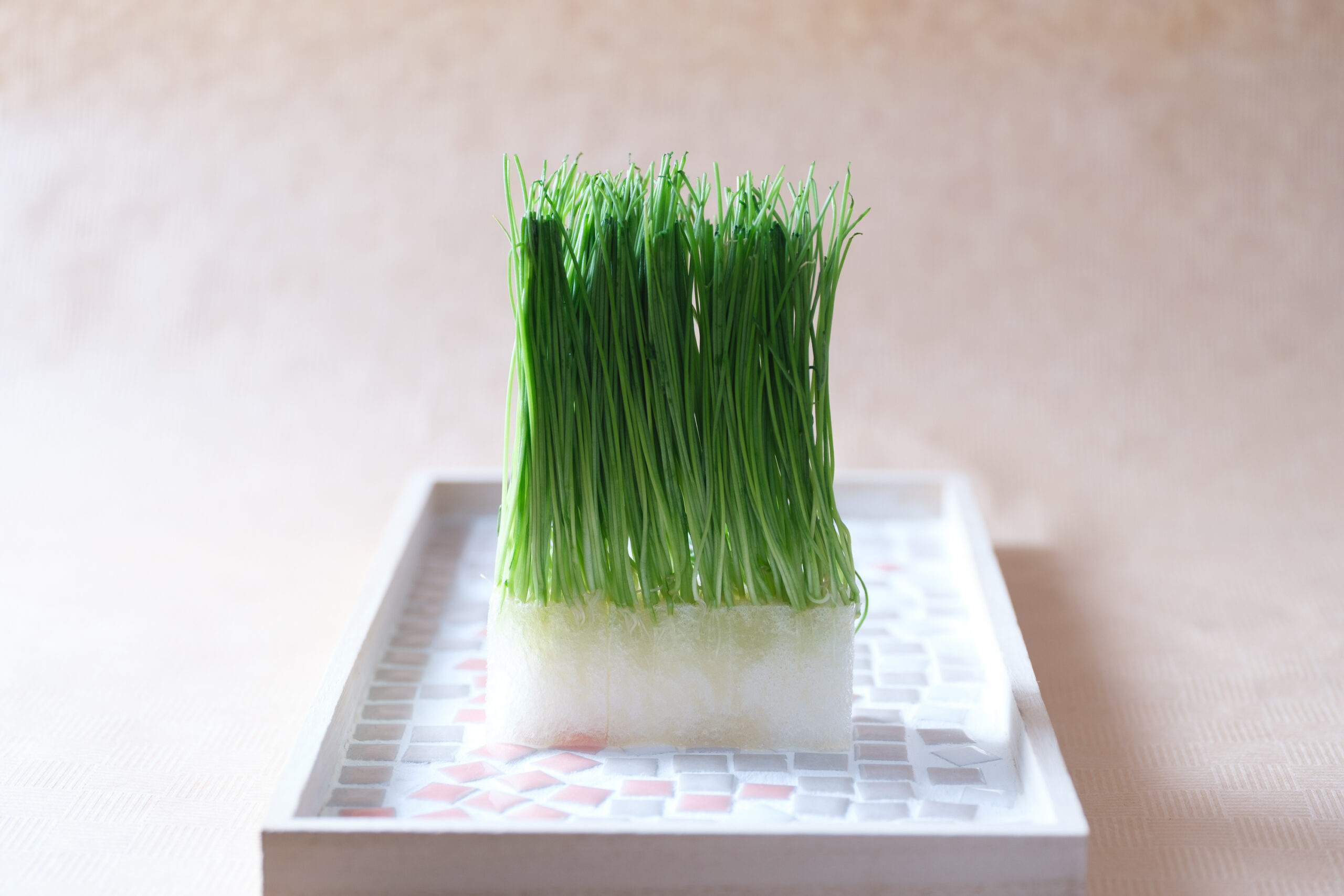 芽ネギ寿司の作り方１～入手方法