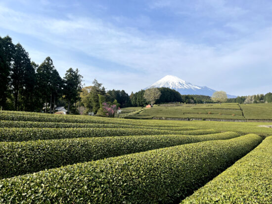 静岡のお茶畑
