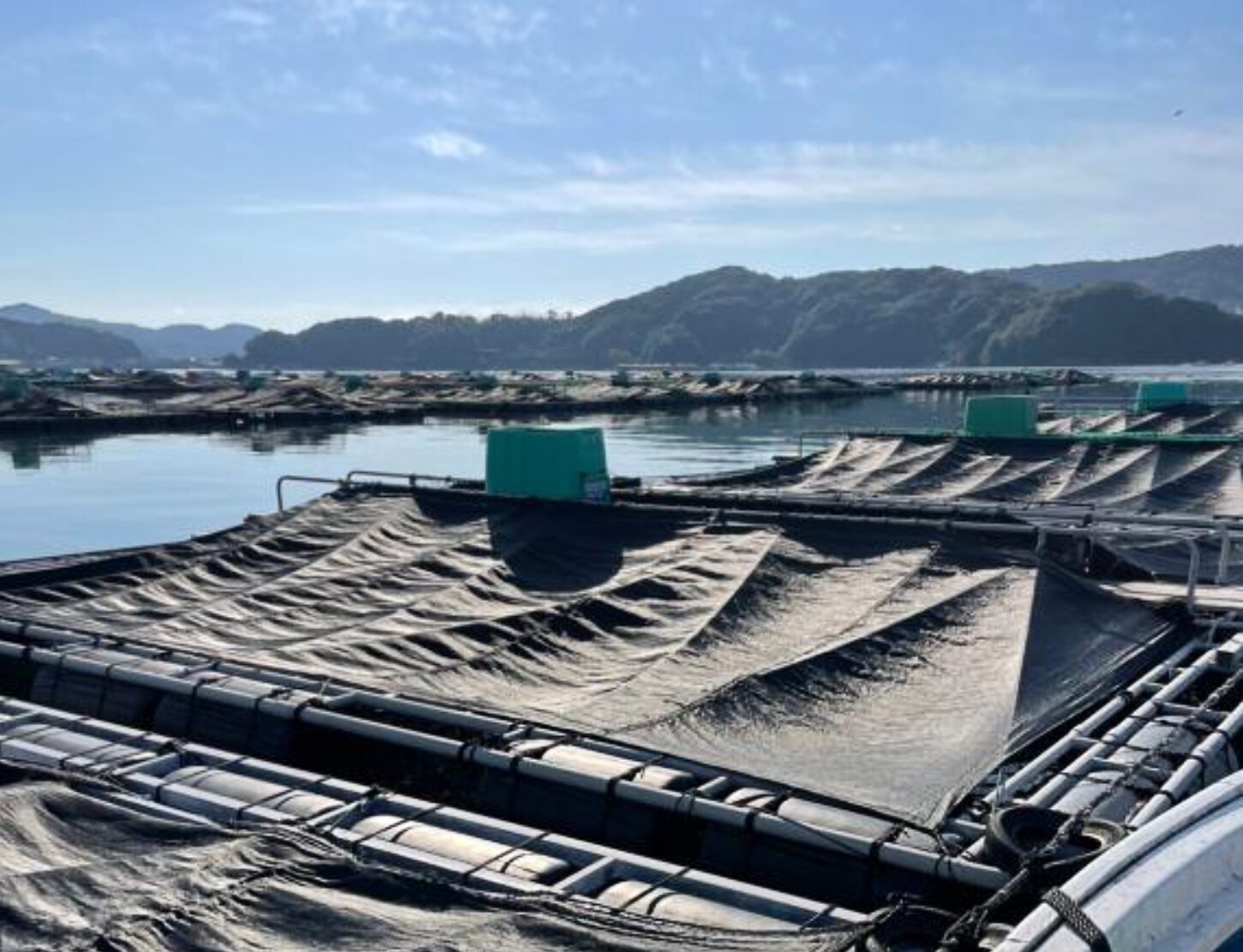 三重・南伊勢町では真鯛の協業プロジェクトも開始