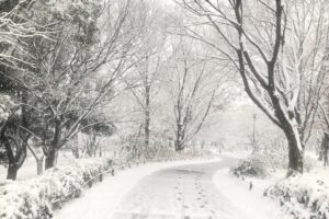 知ってると得する!旬の寿司ネタ〜冬編(12月·1月·2月)