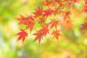 知ってると得する!旬の寿司ネタ〜秋編(9月·10月·11月)
