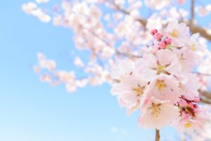 知ってると得する!旬の寿司ネタ〜春編(3月·4月·5月)